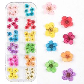 Nail Art Dry Flower 12 Grid Boxed Colorful Daisy Gypsophila Real Flower Nail Jewelry (Option: FX)